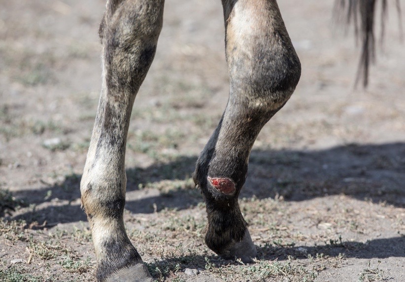 lavande cicatrisante cheval